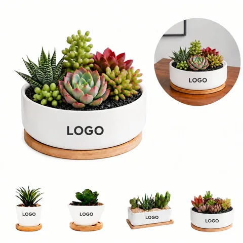 Glazed Ceramic Pot for Succulents with Drainage Hole